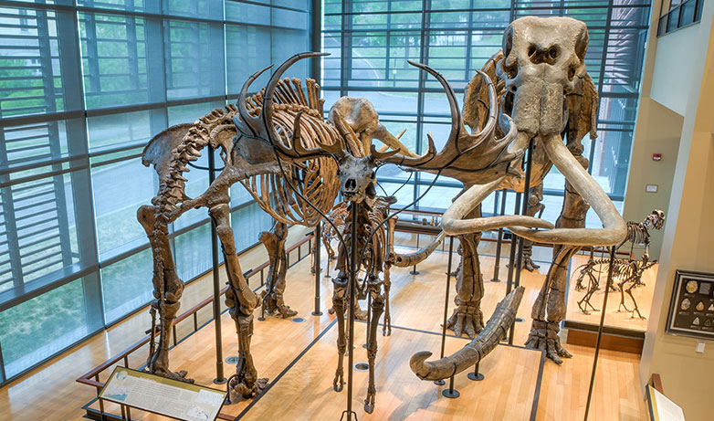 Mammoth skeletons in the Beneski Museum